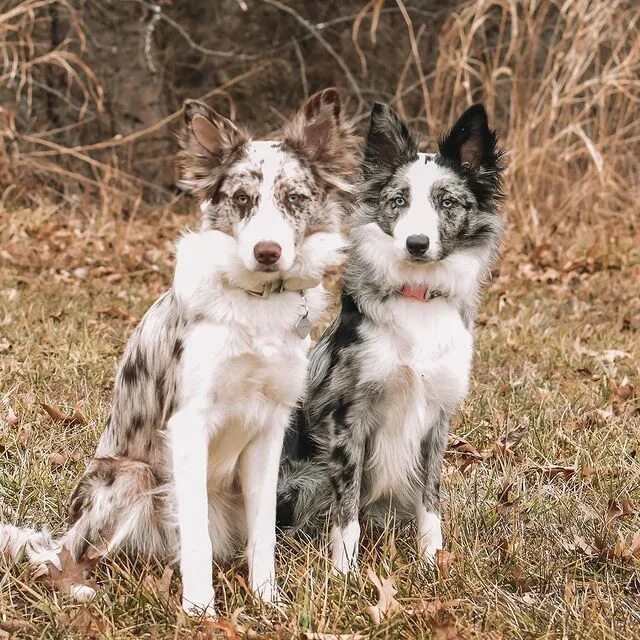 Platinum Border Collies.