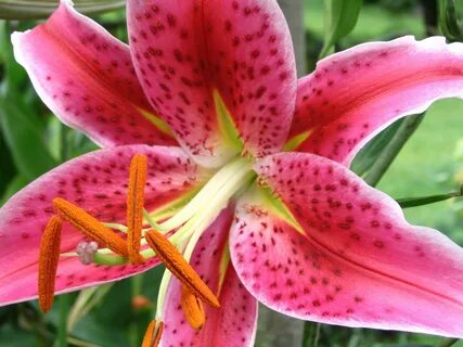 How To Draw A Stargazer Lily : There are several different t