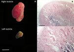 Macroscopic and microscopic features of testicles. (A) Macro
