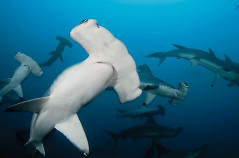 Photo Gallery: Shark Diving Scuba Diving