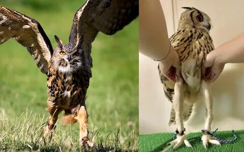 contenido Despido entusiasta owl legs violento cartucho afri