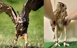 A Picture Of A Owls Legs