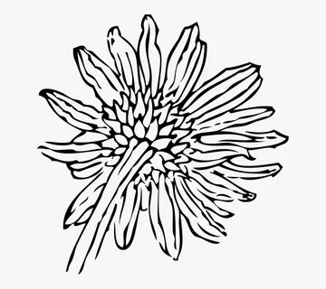 Sunflower Outline Clip Art : Black outline, white outline, a