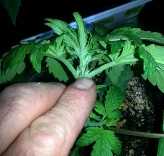 Cannabis Pre-Flowers: Identify Sex of a Plant as Early as 3 