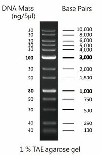 1Kb Plus DNA Ladder, 02004-500 AccuRuler - MaestroGen Inc.
