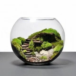 55 Indoor Water Garden Ideas That Fresh Your Room Terrarium 