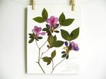Azalea Print Pressed Flower Wall Art Plant Print Purple Etsy