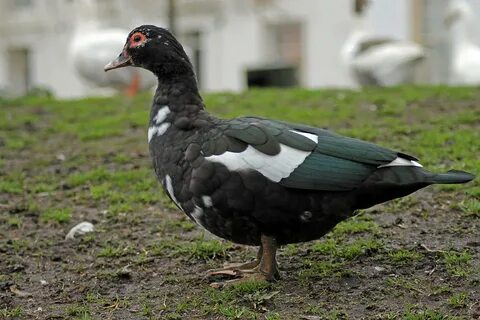 Female Muscovy Duck Photograph by Tony Murtagh Pixels