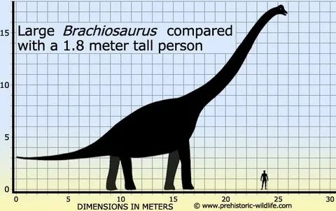 Top 10 Sauropods/Titanosaurs Dinosaur silhouette, Dinosaur p