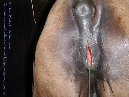 Men fuck mare horse pussy - Upicsz.com