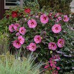 Hardy Hibiscus Add a Tropical Touch to the Garden Year After