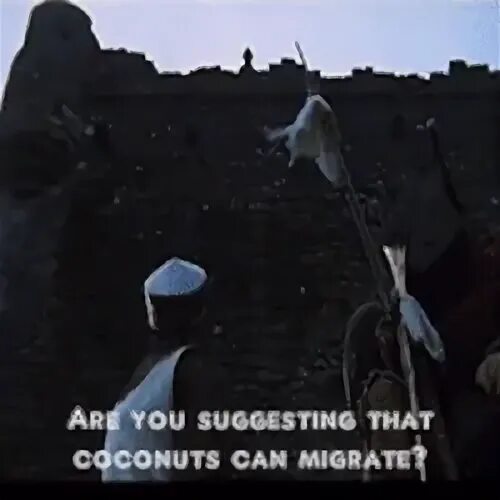 최고 Monty Python Coconuts GIF들 Gfycat