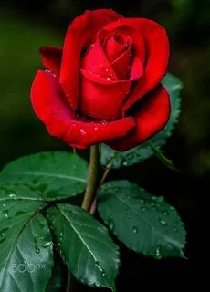 Red Rose - Flores #redwallpaper #redwallpaperaesthetic #redw