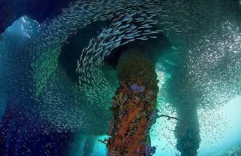 Very cool! Underwater world, Underwater, Underwater life