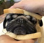 Pug Loaf Of Bread Dog - K0nem