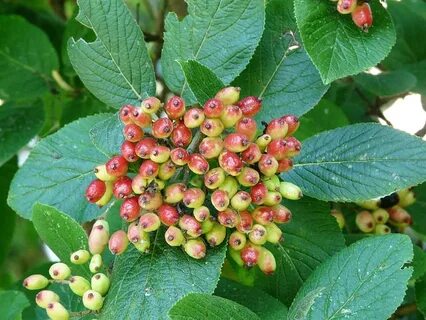 Viburnum berries 1080P, 2K, 4K, 5K HD wallpapers free downlo