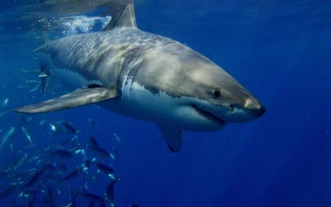 wowhdbackgrounds.com White sharks, Great white shark, Shark