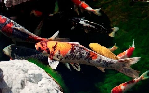 Japanese Koi Wallpapers - Wallpaper Cave