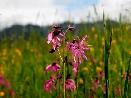 Wildflower Columbia Nature - Free photo on Pixabay