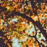 Fall Pics Wallpapers (71+ background pictures)