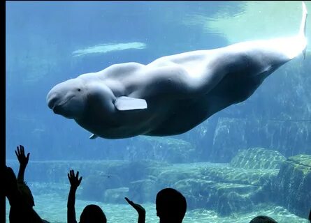 Displaying Beluga Whale Location Pictures on Animal Picture 