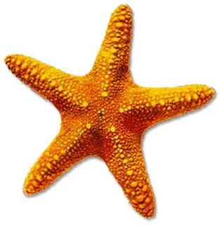 High-quality Starfish Cliparts For Free Image - Starfish Png