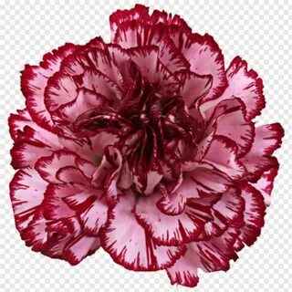 Pink Carnation - Carnation Fredy, Transparent Png - 480x480 