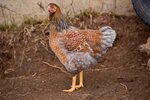 Splash Laced Red Wyandotte Chickens For Sale Chickens For Ba
