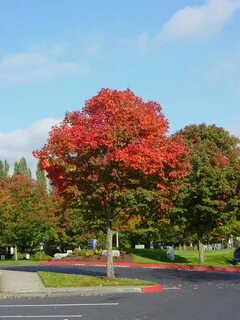 acer platanoides 'warrenred' - Поиск в Google Bonsai seeds, 