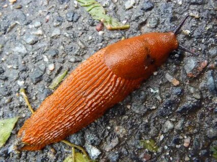 File:Red slug (Arion rufus).JPG - Wikipedia