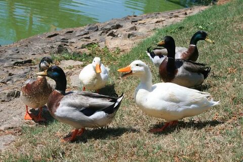 Ducks,fowl,pond,grass,ducks at the water's edge - free photo