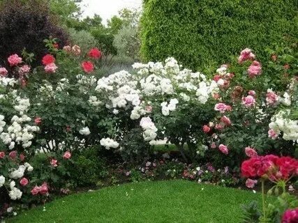 Hedges Rose Bushes, Hedge Roses, Rose Hedge Изгороди, Цветен