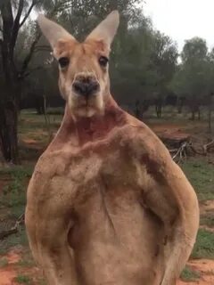 Create meme "kangaroo funny neck, kangaroo , inflated kangar