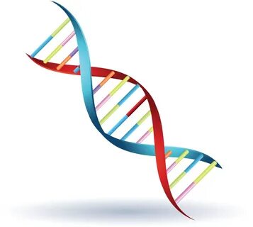 Chromosome Genetics Dna Symbol Clip Art - Genetics - (1024x1