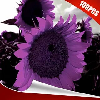 Gmgqsago 100Pcs Rare Purple Sunflower Seeds Beautiful Flower