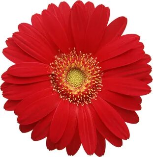 Petal clipart gerbera daisy - Pencil and in color petal clip