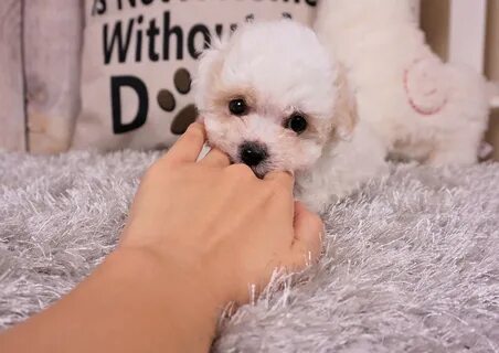 "Maltipoo" Puppies For Sale Orange County, CA #296060