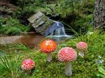 Pin on Photography : Mushrooms