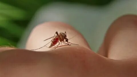 Mosquitos Porn Pics " risocatella.eu