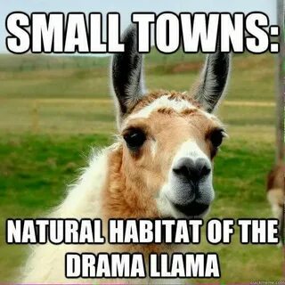 That's for sure Llama drama, Funny llama, Drama memes