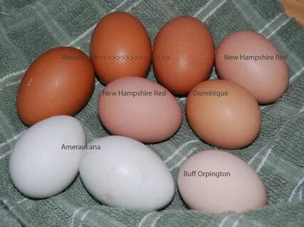 alt kiriş beygir gücü buff orpington egg color tırtıklı dene