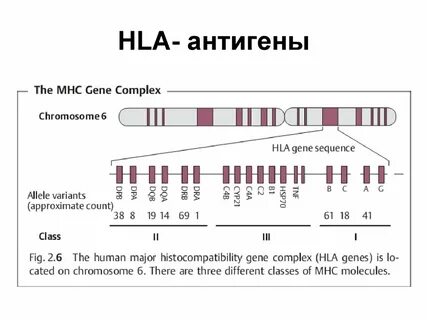 Трансплантационный иммунитет - презентация онлайн