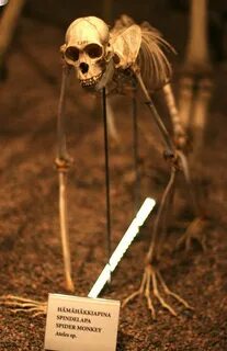 Pin by Ki Dragon on bones in 2020 Animal skeletons, Skull, b