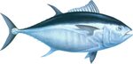 Yellowfin Tuna Wallpapers - Wallpaper Cave