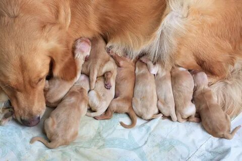 dogs after pregnancy Online Shopping