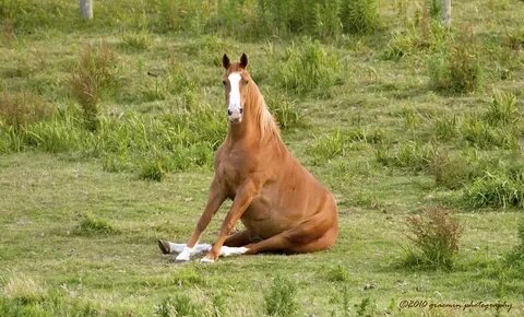 Funny Horse Never seen one sitting like this Graeme Furlong 