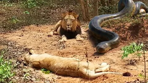 Lion Vs Snake Fight Wild Animal Attacks King Cobra Vs Lion S