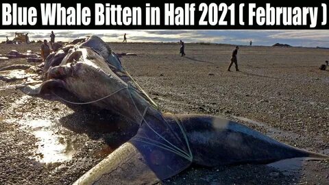 Blue Whale Bitten in Half 2021 (February) Who Killed It! Wat