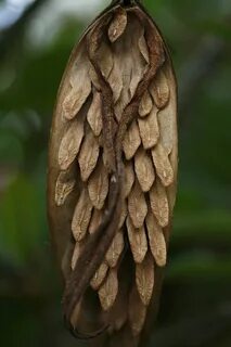 from a Plumeria Tree Seed pods, Plumeria tree, Seeds