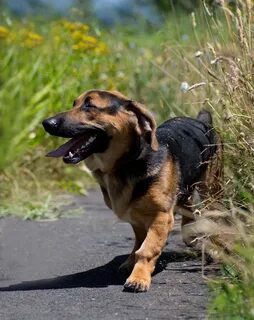 Basset Shepherd (Basset Hound German Shepherd Mix) Info, Tem